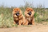 CHOW CHOW 134